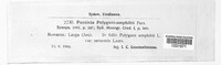 Uromyces polygoni-avicularis image